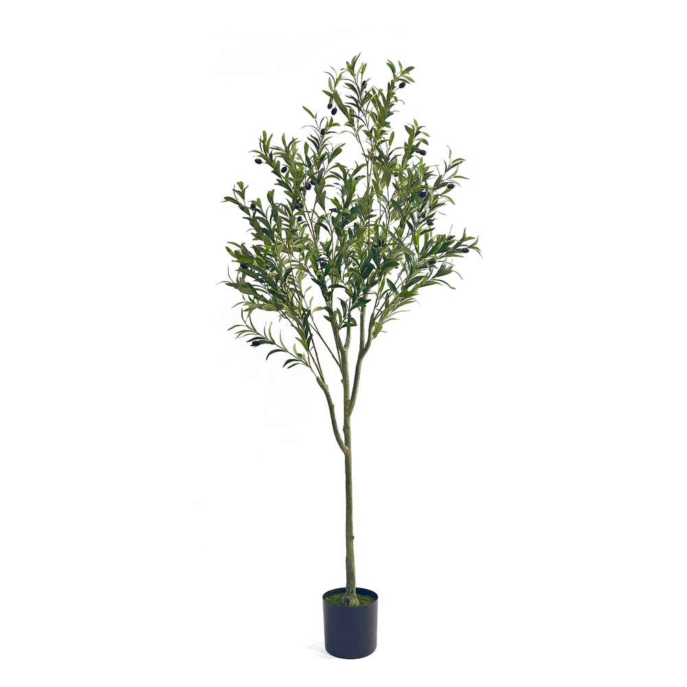 6ft Large Farmhouse Olive Tree - Modern Cottage Farmhouse Furniture